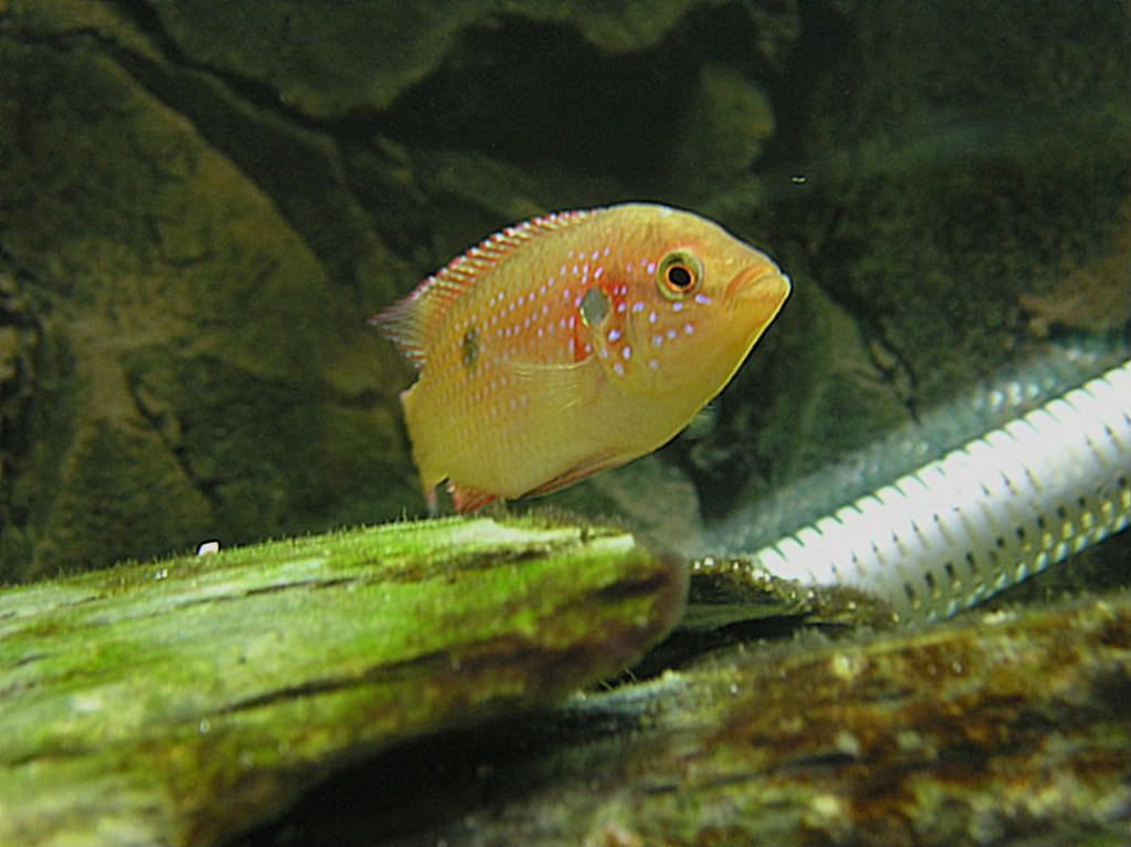 cichlid017.jpg