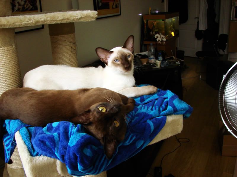 louisandthai050706.jpg