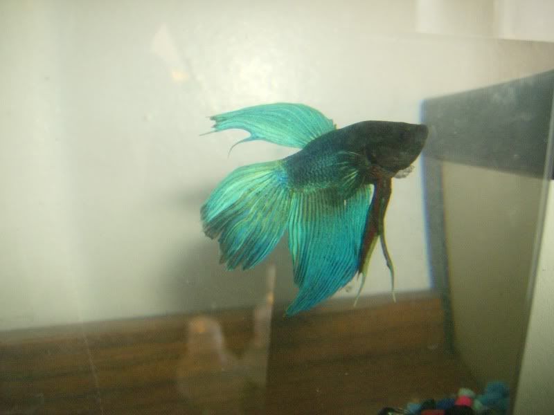 zander002.jpg