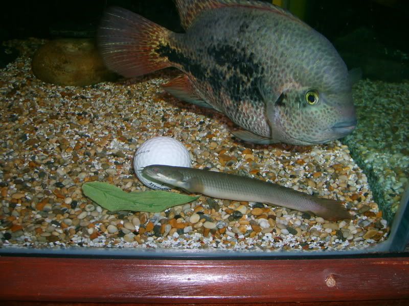 S5003015.jpg
