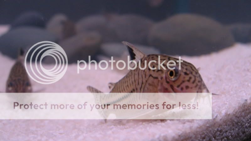 TankPics201.jpg