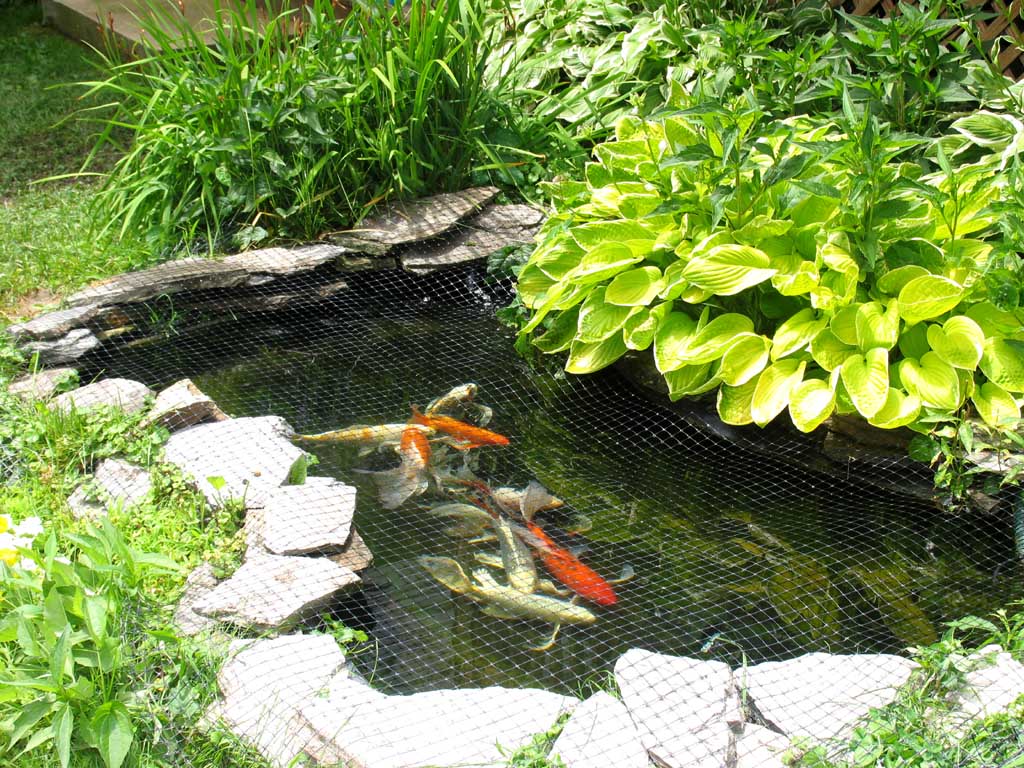 172pond1.jpg