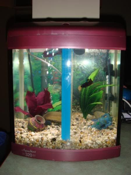 fish061.jpg