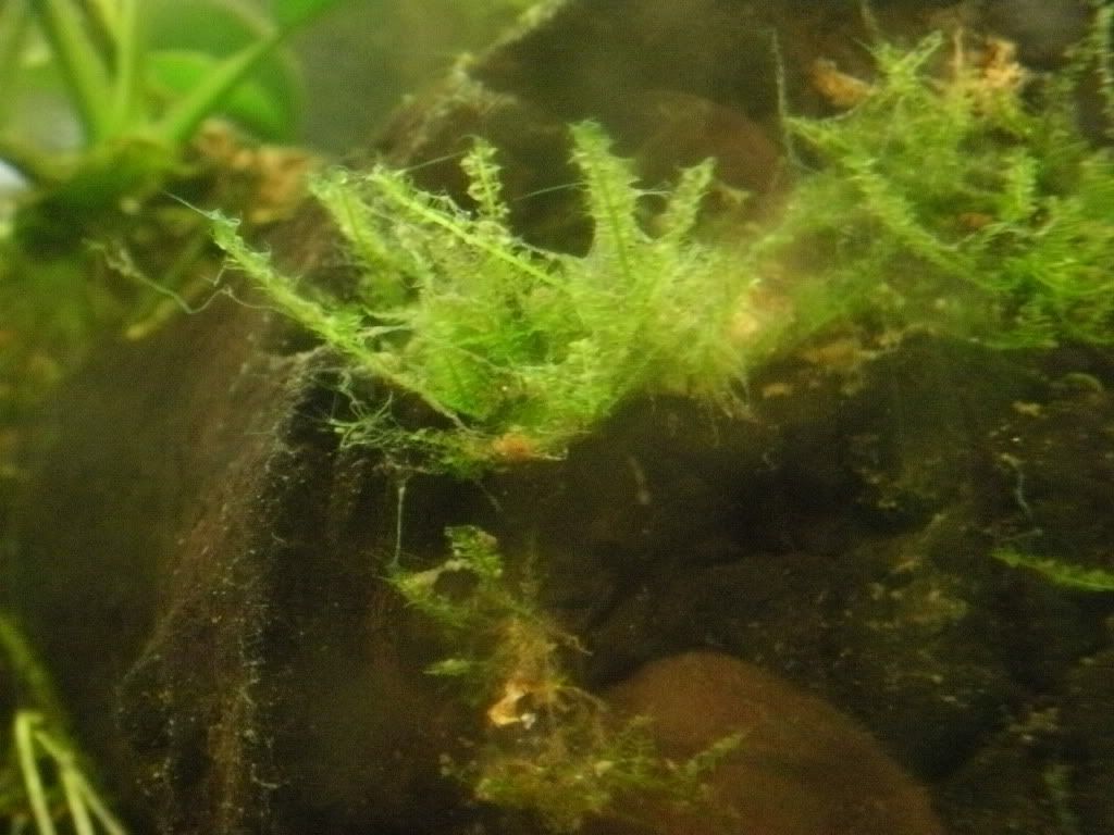 P1300063.jpg