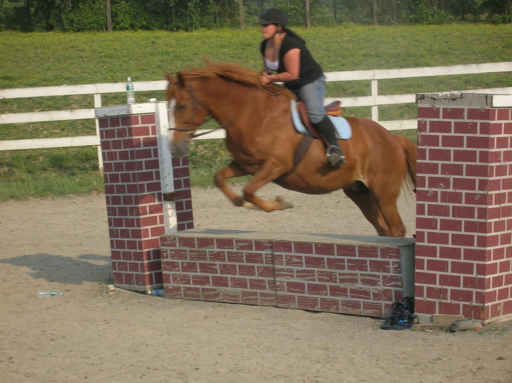 horse005.jpg