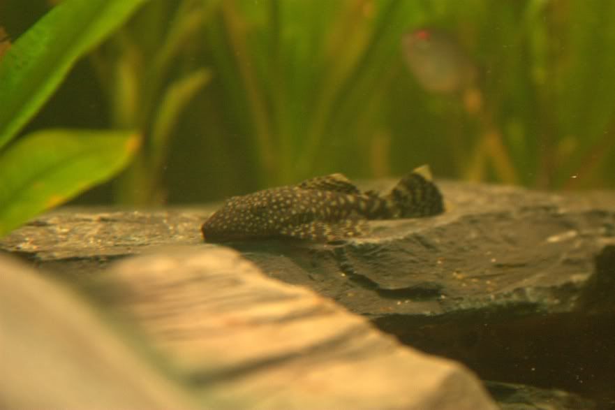 Pleco2.jpg