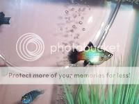 fishplaty40redone.jpg