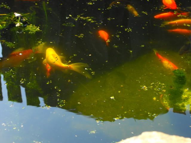 2010_0416pond0014.jpg
