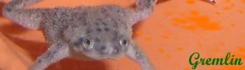 grem.jpg