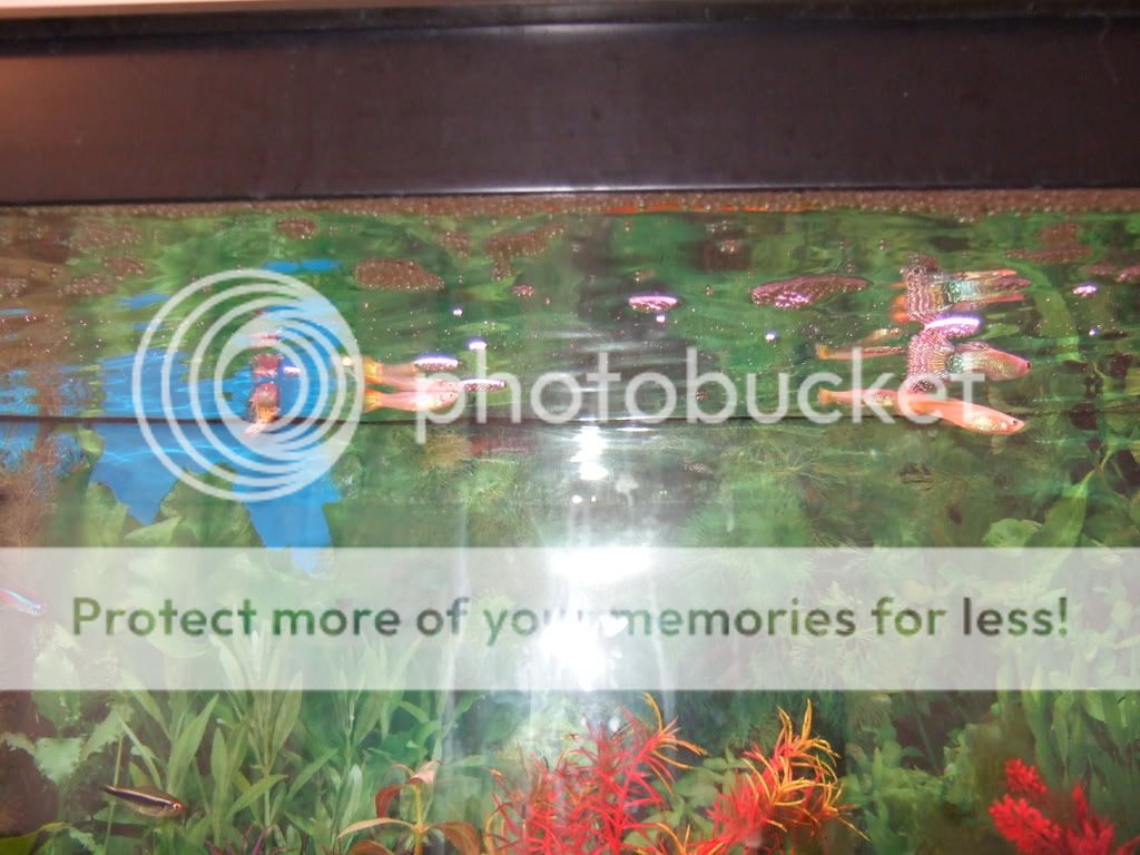 fishtankphotos092.jpg