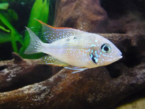 smallfish.jpg