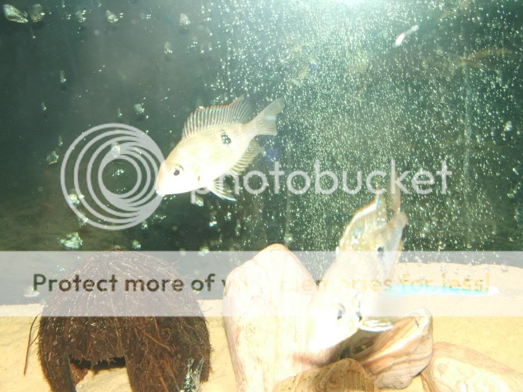 DSCF7035.jpg