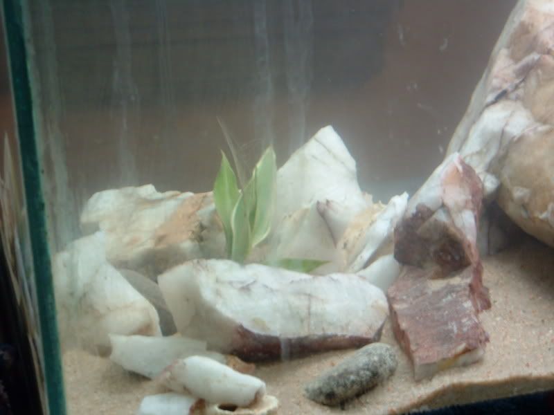 goodfishtank003.jpg
