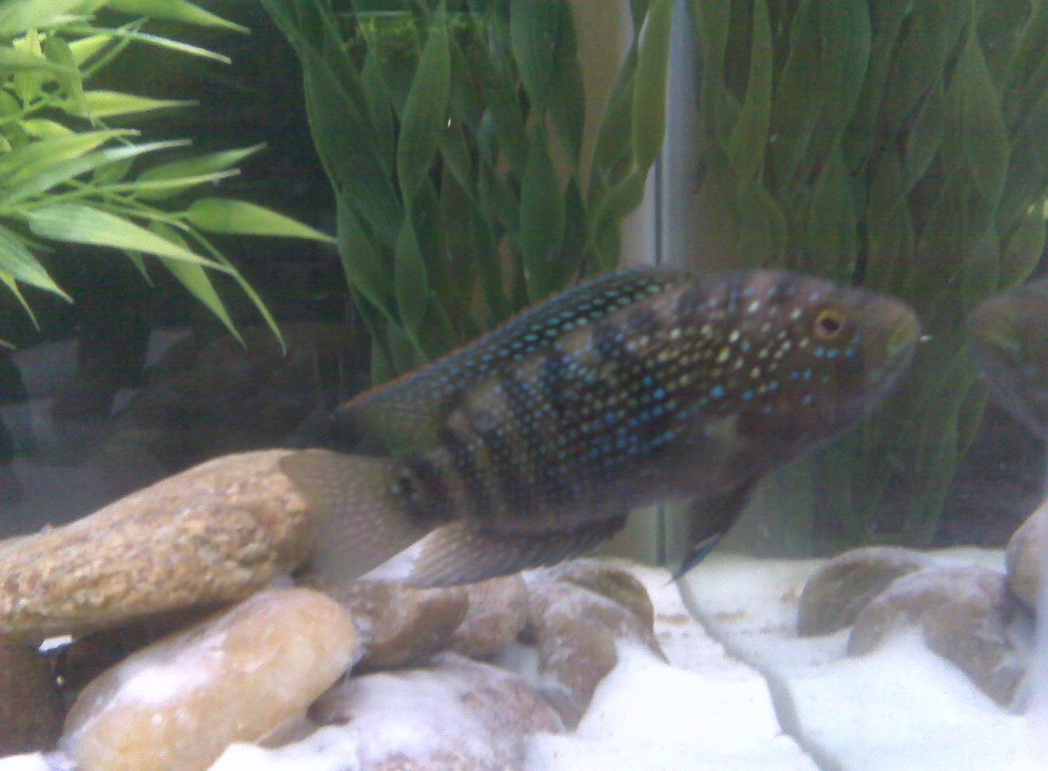 jackdempsey1.jpg