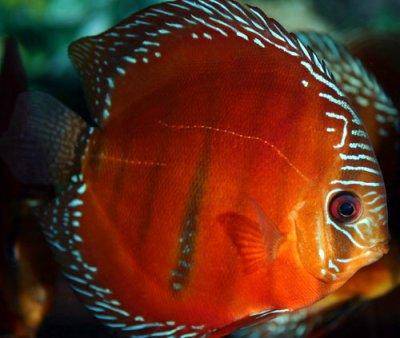 red-discus-profile.jpg