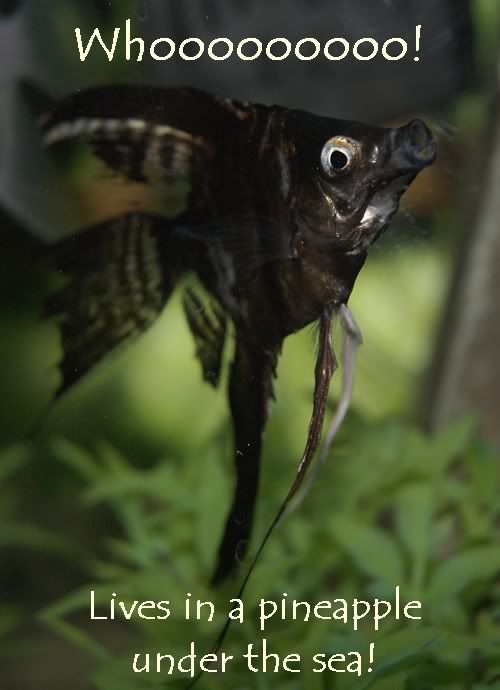 Whoooo.jpg
