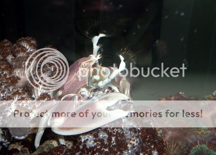 porcrab.jpg