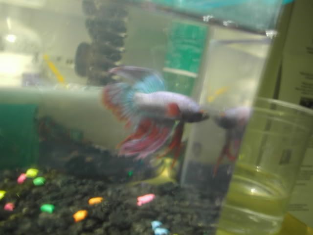 newfishies028-1.jpg
