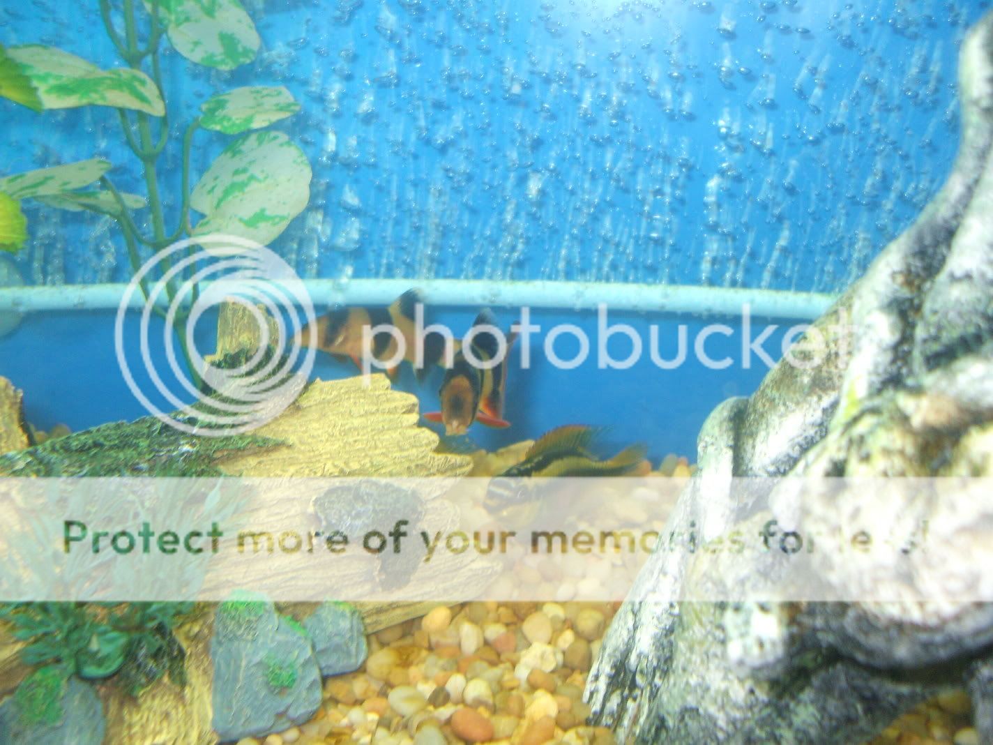newfihpics-07.jpg