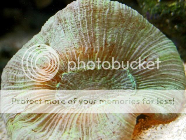 2009_0714Reef0121a.jpg
