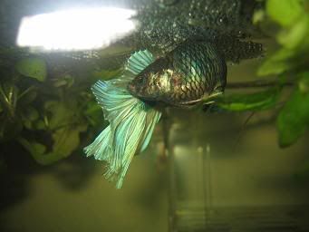 bettas042.jpg