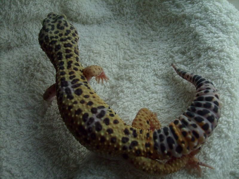 Picsofpetsoctober08082.jpg
