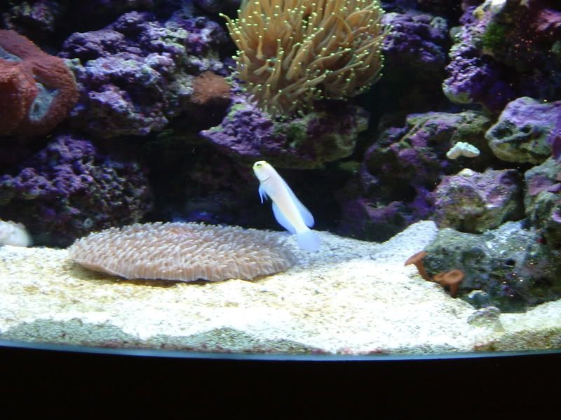 jawfish1015.jpg