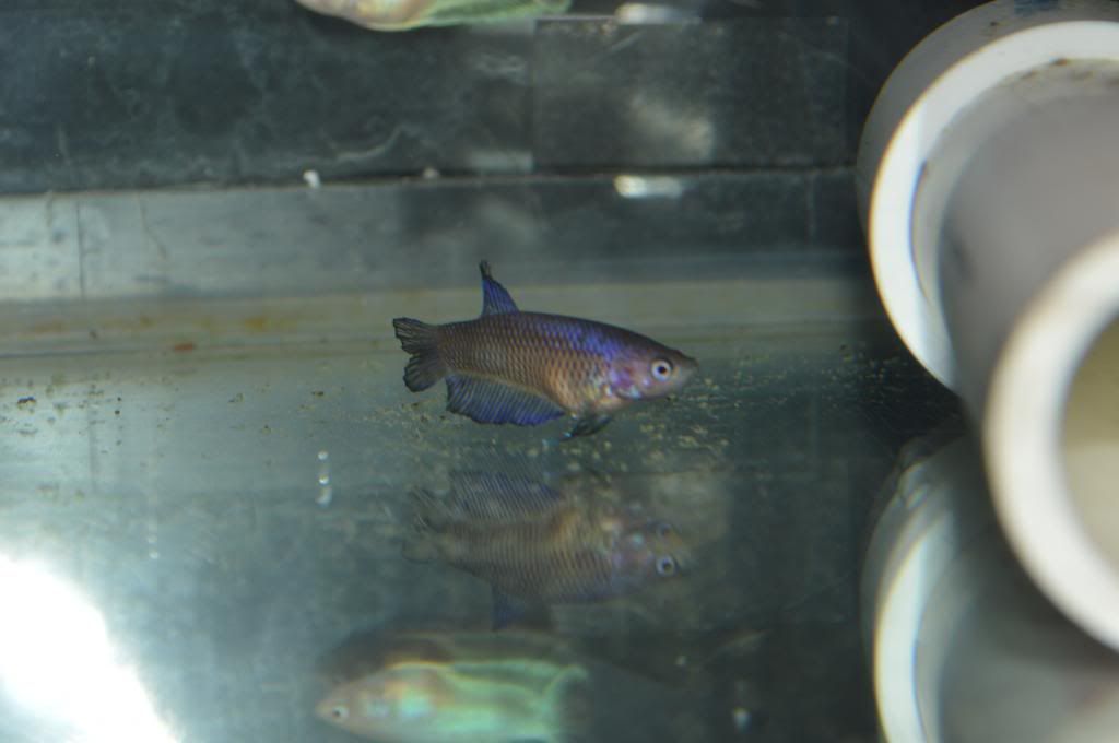 DSC_0912_zps1ef41dc1.jpg