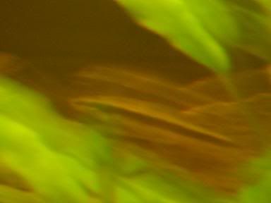 whatfish4.jpg