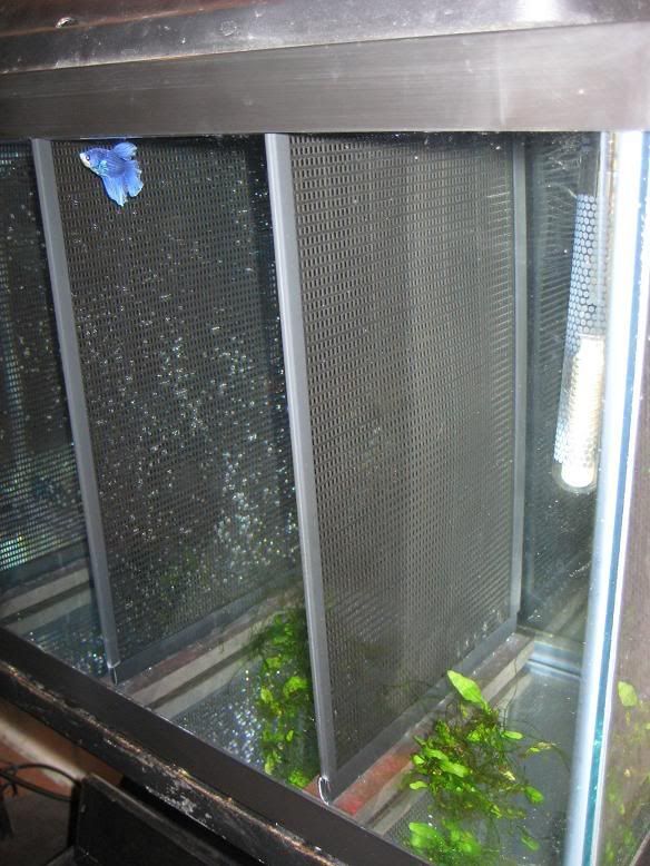fish1223.jpg