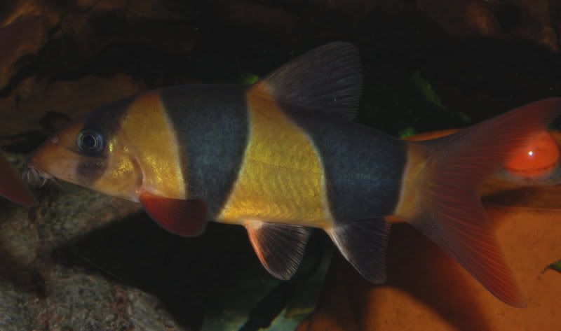 DSC_2007.jpg