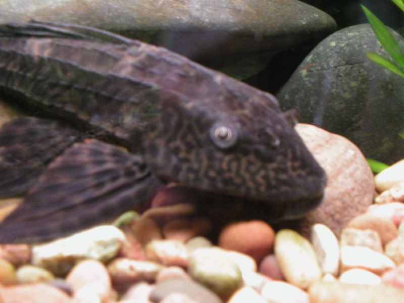 Plec2.jpg