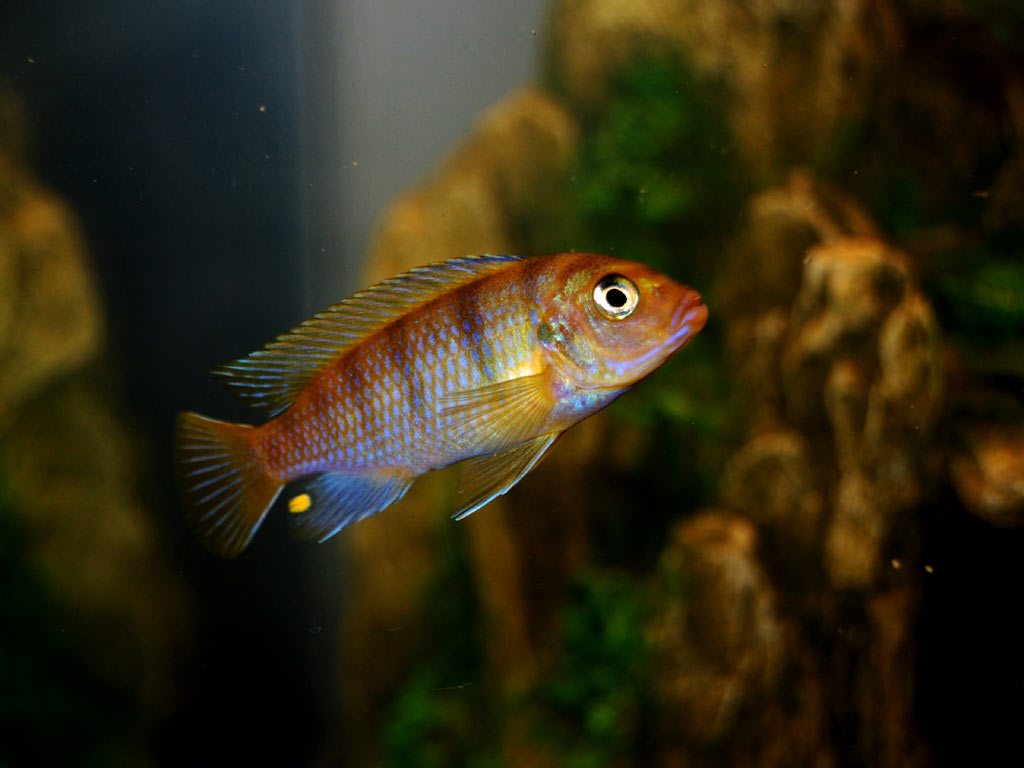 kenyi_cichlid1-2.jpg