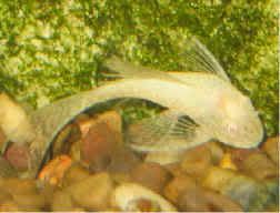 FISH__PLECO_ALBINO_LONGFIN_TOP_VIEW.jpg