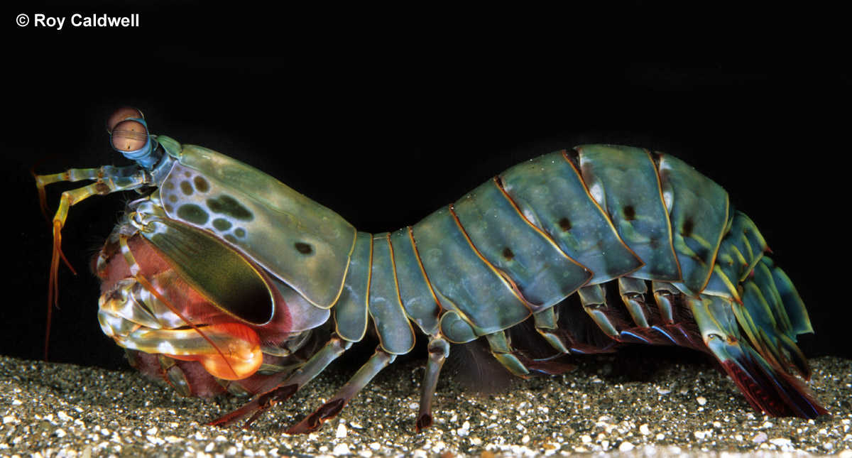Odontodactylus.jpg