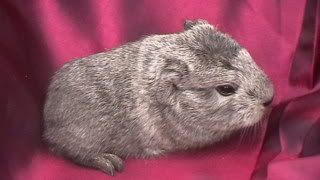 newbabies2010006.jpg