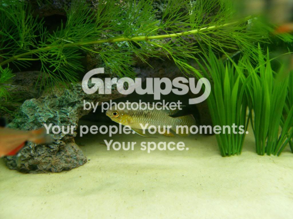 Apisto.jpg