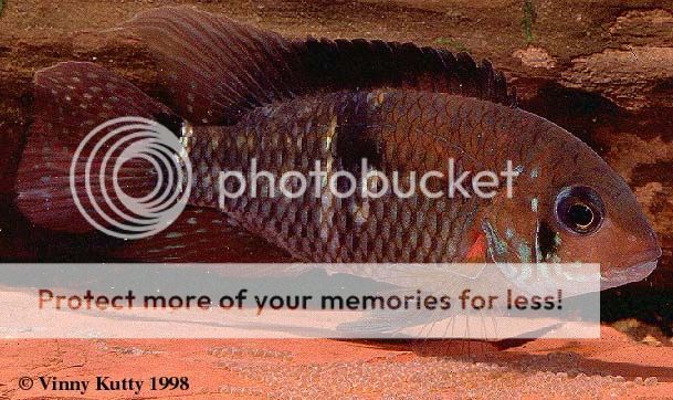 fish1.jpg