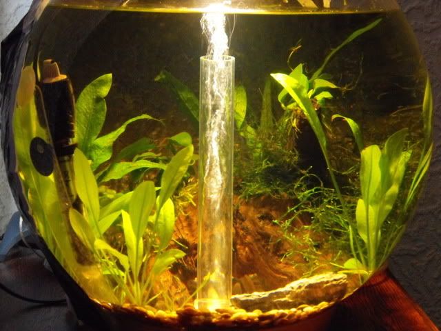 2010_0503fishtank0015.jpg