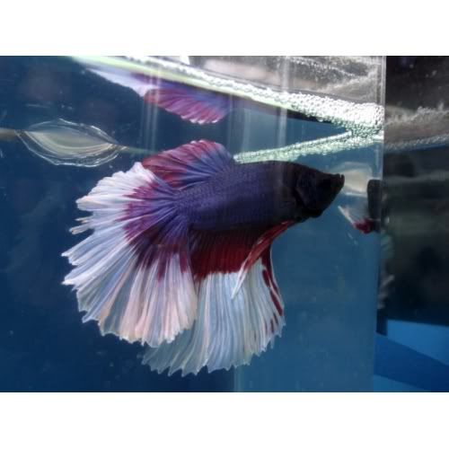 Male08-500x500.jpg