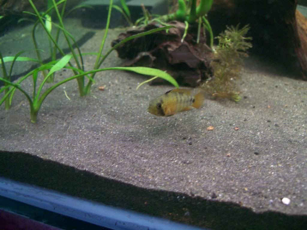 fish017.jpg