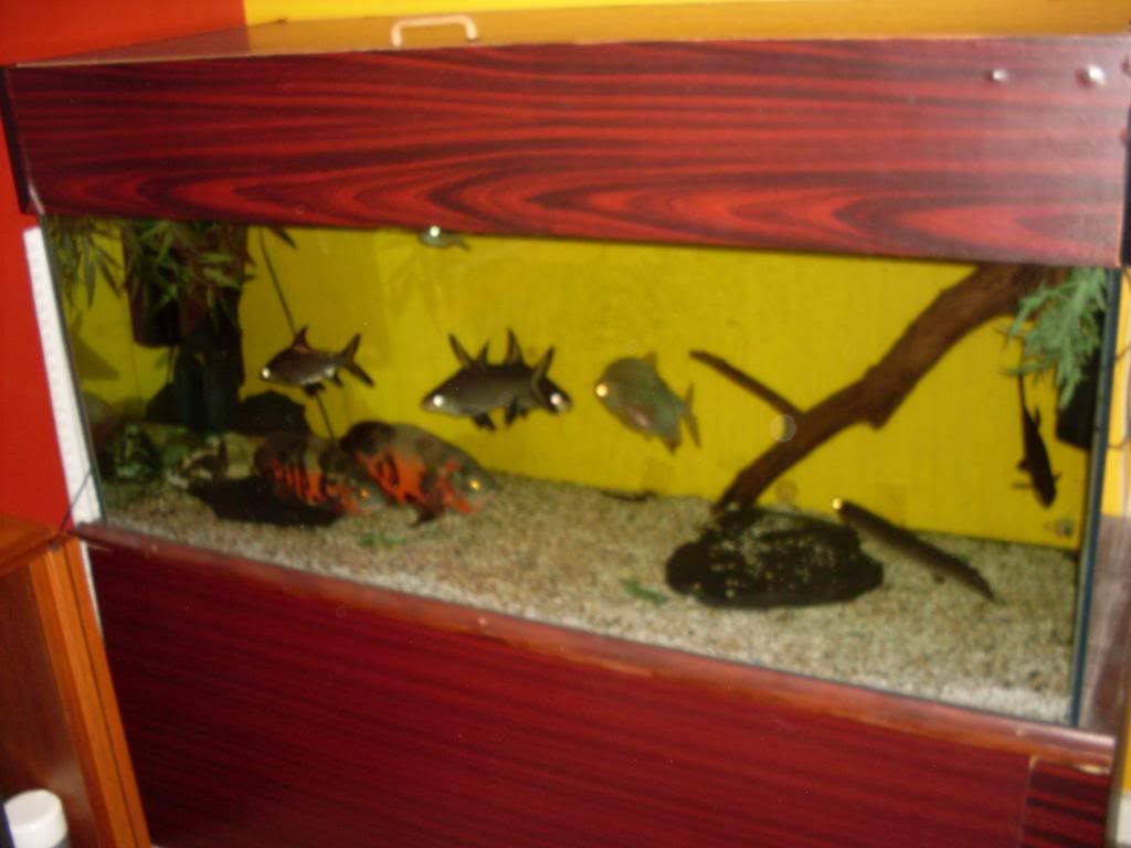 SDC11711.jpg