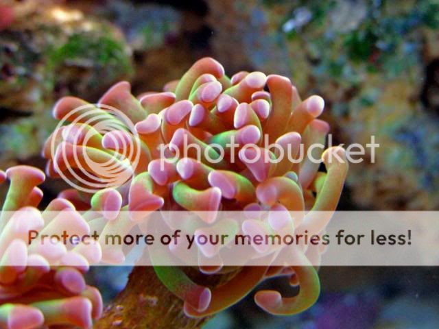 2009_0416reefnano0041a.jpg