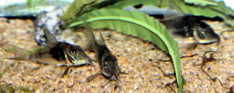 P8011959andreascfstenocephalus.jpg
