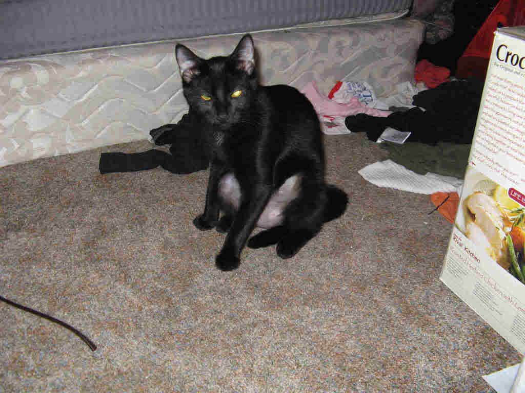 kittenbarebelly.jpg