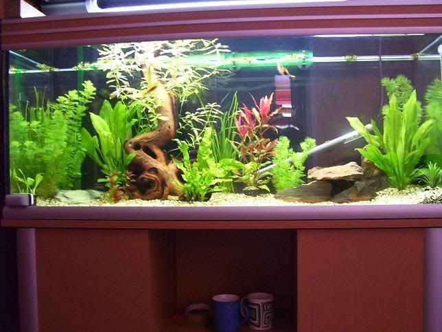 tank25.jpg