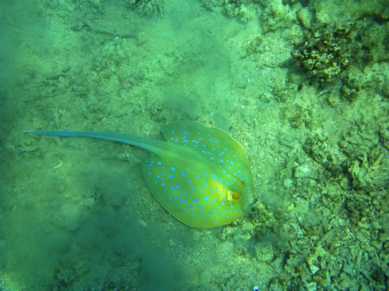 underwater182.jpg