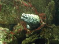 Moray2.jpg