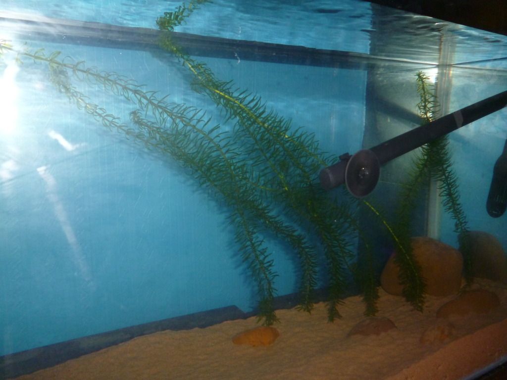 P1000300.jpg