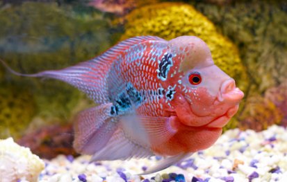flowerhorncichlid.jpg